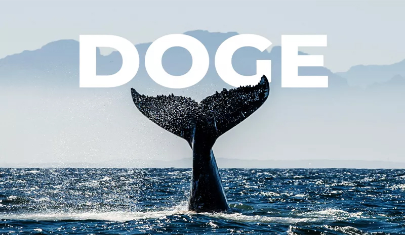 نهنگ دوج کوین